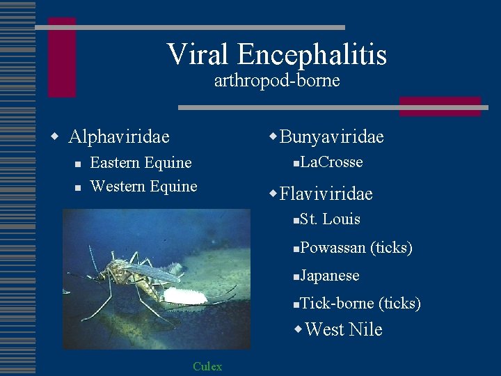 Viral Encephalitis arthropod-borne w. Bunyaviridae w Alphaviridae n n Eastern Equine Western Equine n