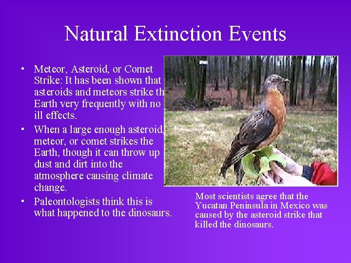 Natural Extinction Events • Meteor, Asteroid, or Comet Strike: It has been shown that