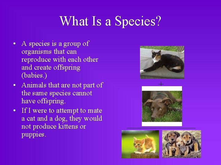 What Is a Species? • A species is a group of organisms that can