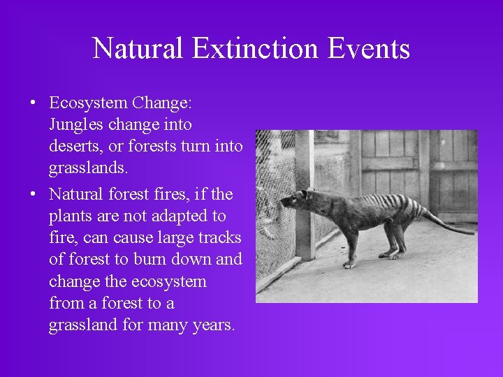 Natural Extinction Events • Ecosystem Change: Jungles change into deserts, or forests turn into