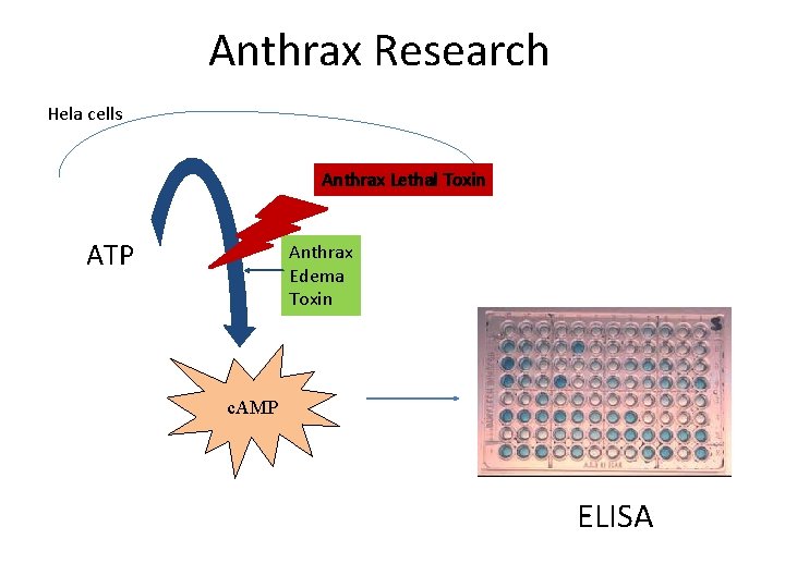 Anthrax Research Hela cells Anthrax Lethal Toxin ATP Anthrax Edema Toxin c. AMP ELISA