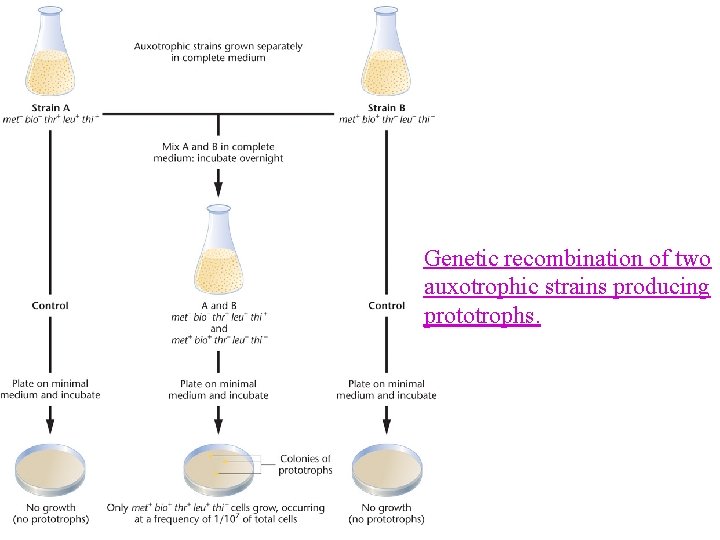 Genetic recombination of two auxotrophic strains producing prototrophs. 
