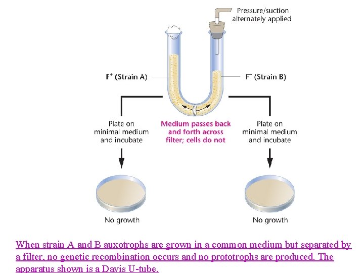 When strain A and B auxotrophs are grown in a common medium but separated