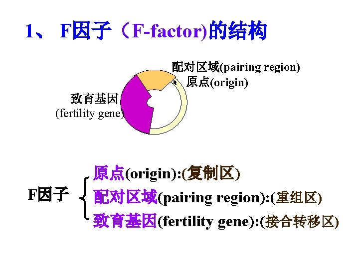 1、 F因子（F-factor)的结构 配对区域(pairing region) 原点(origin) 致育基因 (fertility gene) F因子 原点(origin): (复制区) 配对区域(pairing region): (重组区)