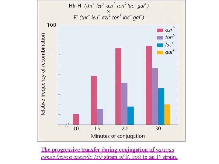 The progressive transfer during conjugation of various genes from a specific Hfr strain of