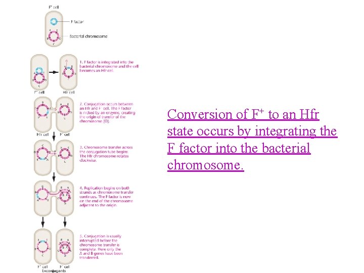 Conversion of F+ to an Hfr state occurs by integrating the F factor into