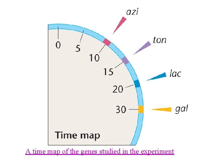 A time map of the genes studied in the experiment 