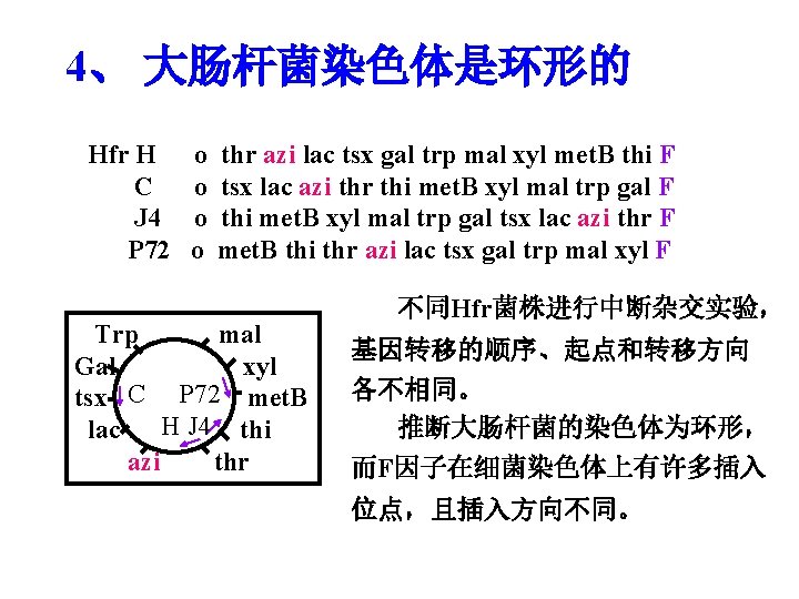 4、 大肠杆菌染色体是环形的 Hfr H C J 4 P 72 o o thr azi lac