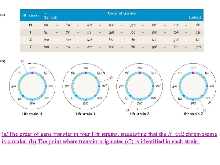 (a)The order of gene transfer in four Hfr strains, suggesting that the E. coli