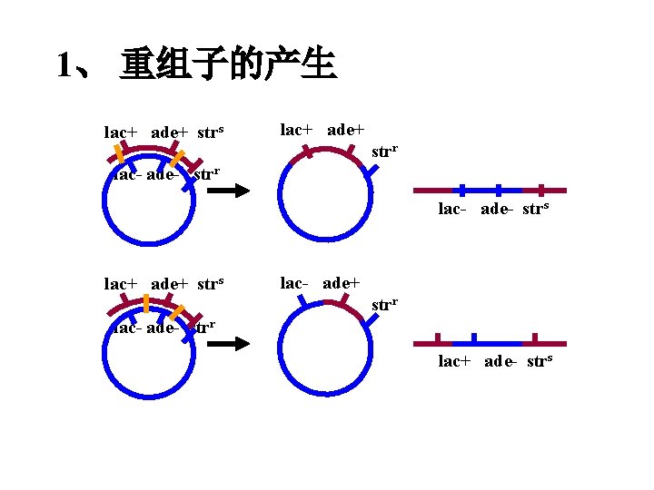 1、 重组子的产生 lac+ ade+ strs lac+ ade+ strr lac- ade- strs lac+ ade+ strs