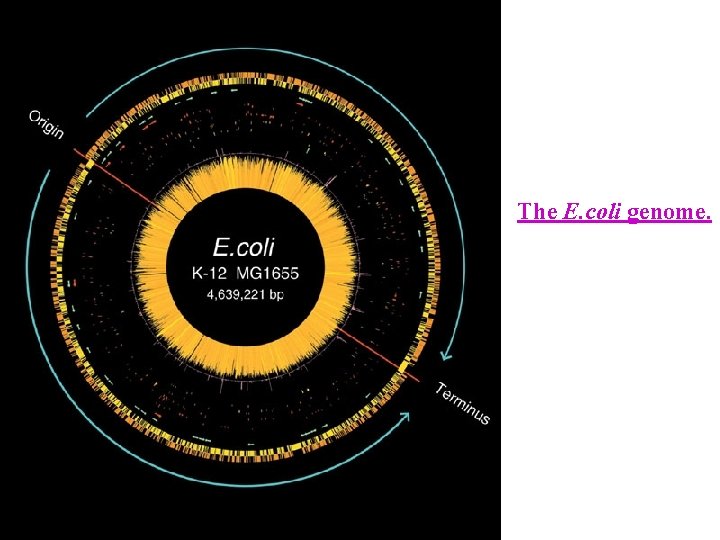 The E. coli genome. 