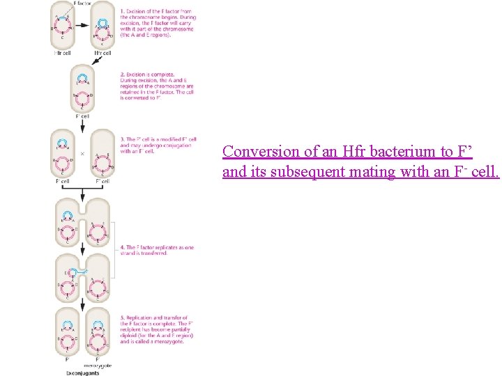Conversion of an Hfr bacterium to F’ and its subsequent mating with an F-