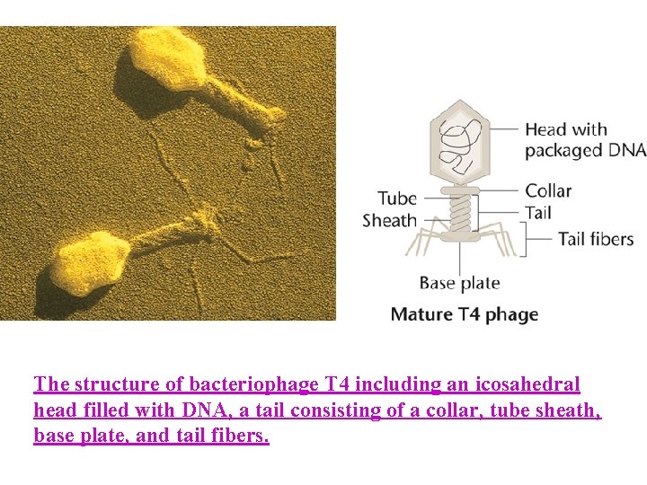 The structure of bacteriophage T 4 including an icosahedral head filled with DNA, a