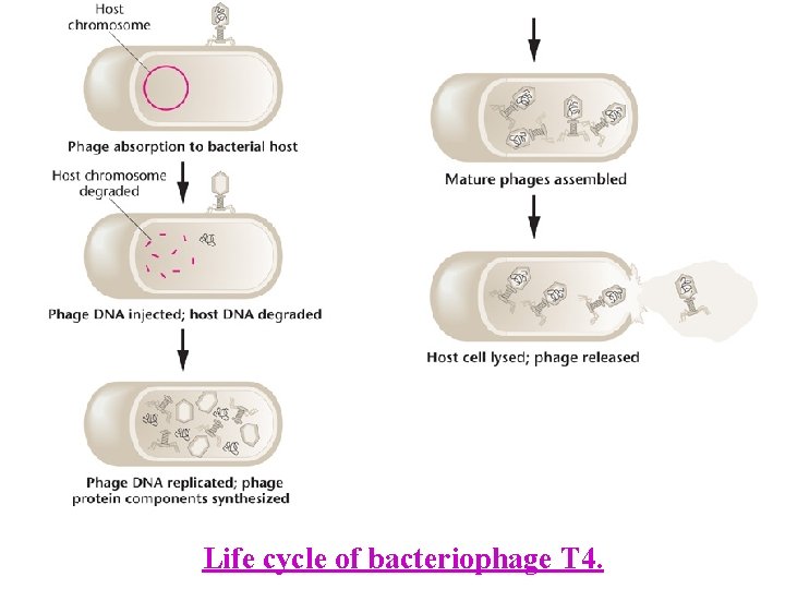 Life cycle of bacteriophage T 4. 