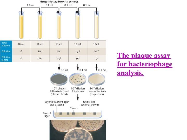 The plaque assay for bacteriophage analysis. 