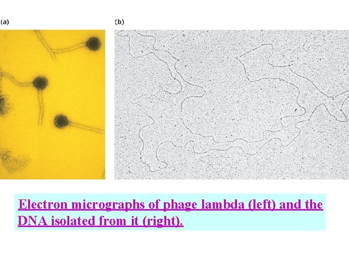 Electron micrographs of phage lambda (left) and the DNA isolated from it (right). 