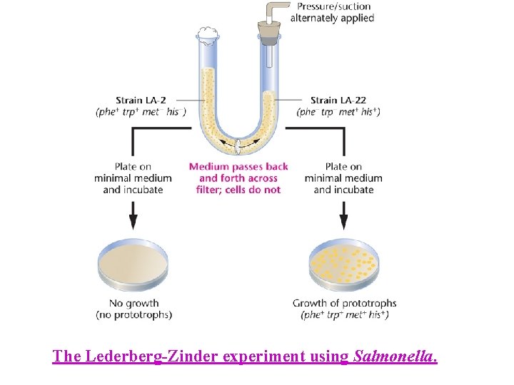 The Lederberg-Zinder experiment using Salmonella. 