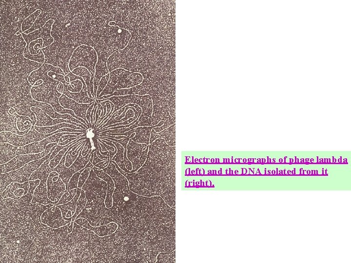 Electron micrographs of phage lambda (left) and the DNA isolated from it (right). 