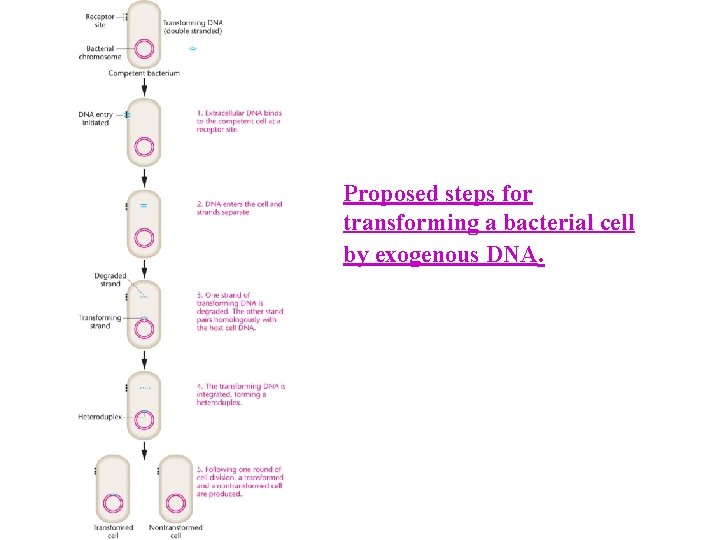 Proposed steps for transforming a bacterial cell by exogenous DNA. 