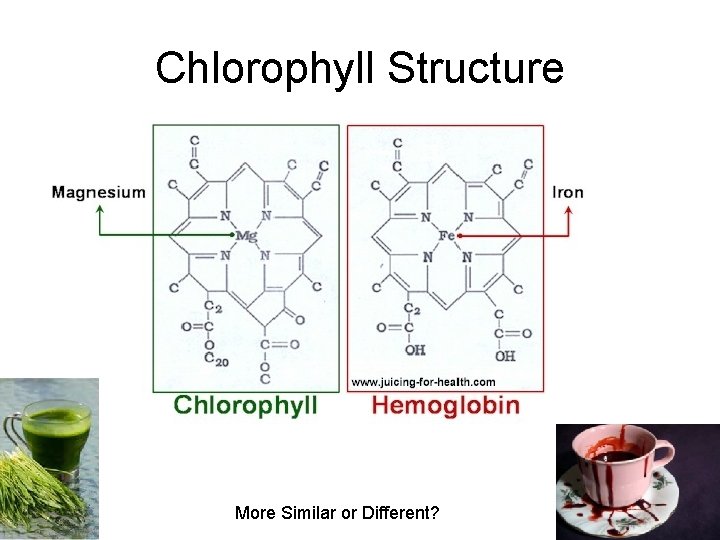 Chlorophyll Structure More Similar or Different? 