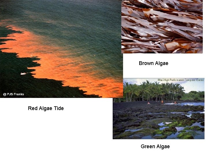 Brown Algae Red Algae Tide Green Algae 
