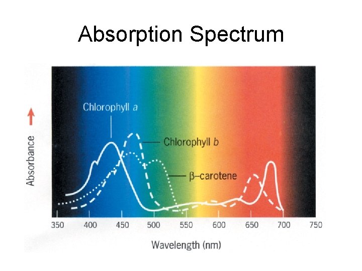 Absorption Spectrum 