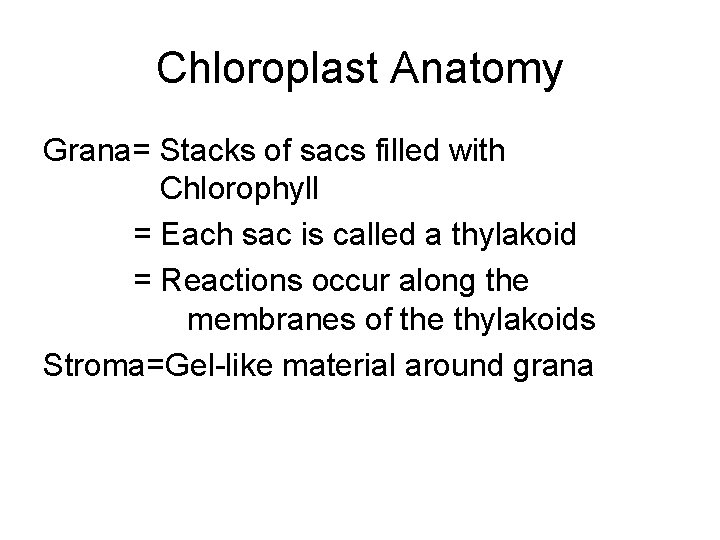 Chloroplast Anatomy Grana= Stacks of sacs filled with Chlorophyll = Each sac is called