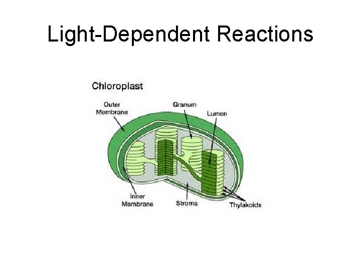 Light-Dependent Reactions 