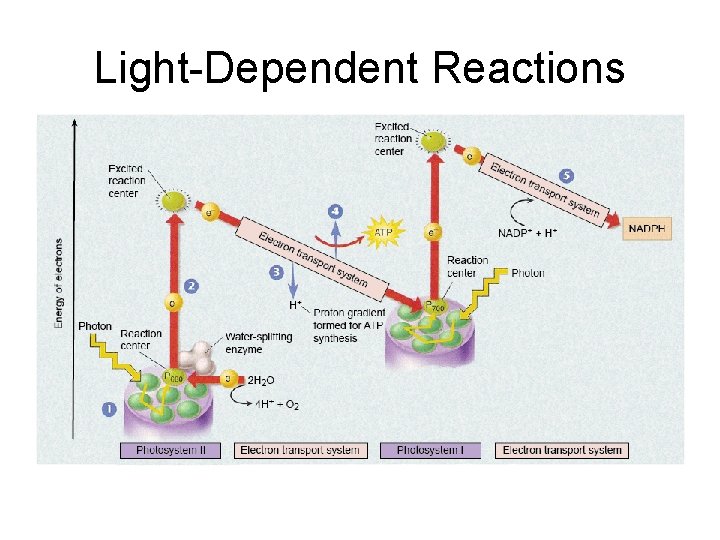 Light-Dependent Reactions 