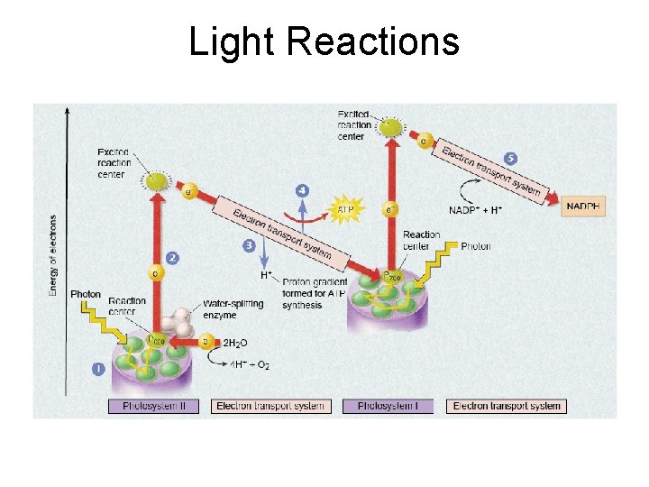 Light Reactions 