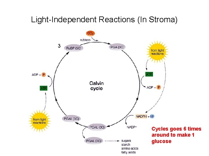 Light-Independent Reactions (In Stroma) 3 Cycles goes 6 times around to make 1 glucose