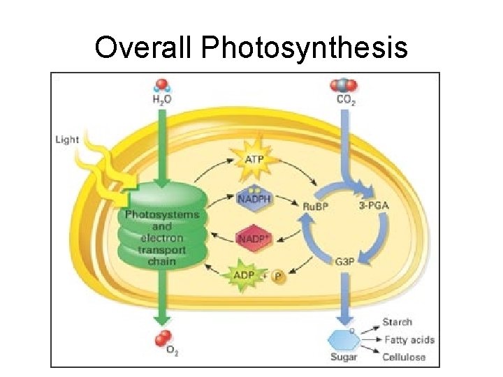 Overall Photosynthesis 