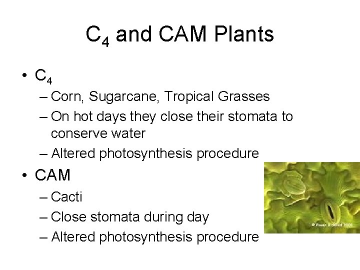 C 4 and CAM Plants • C 4 – Corn, Sugarcane, Tropical Grasses –