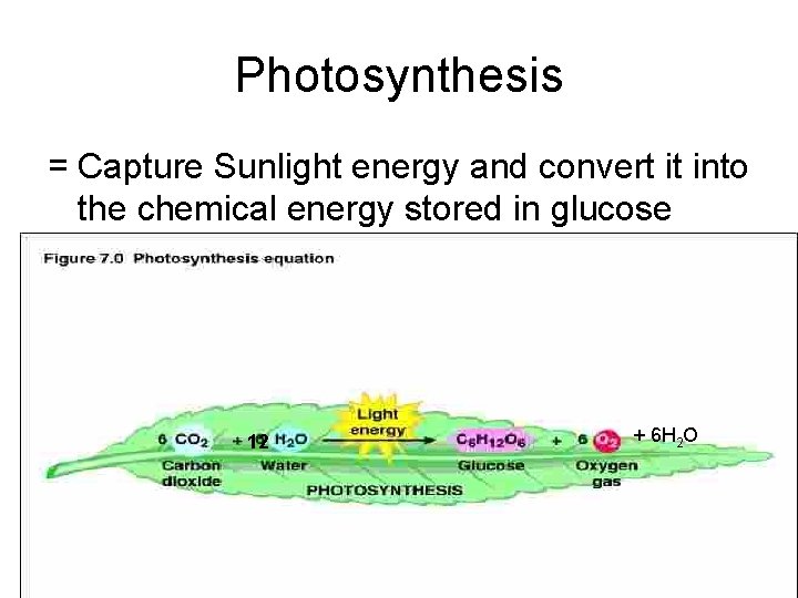 Photosynthesis = Capture Sunlight energy and convert it into the chemical energy stored in