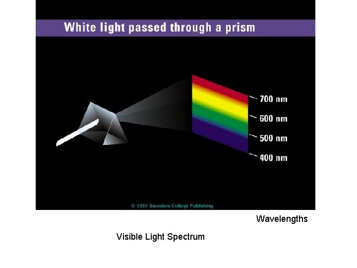 Wavelengths Visible Light Spectrum 