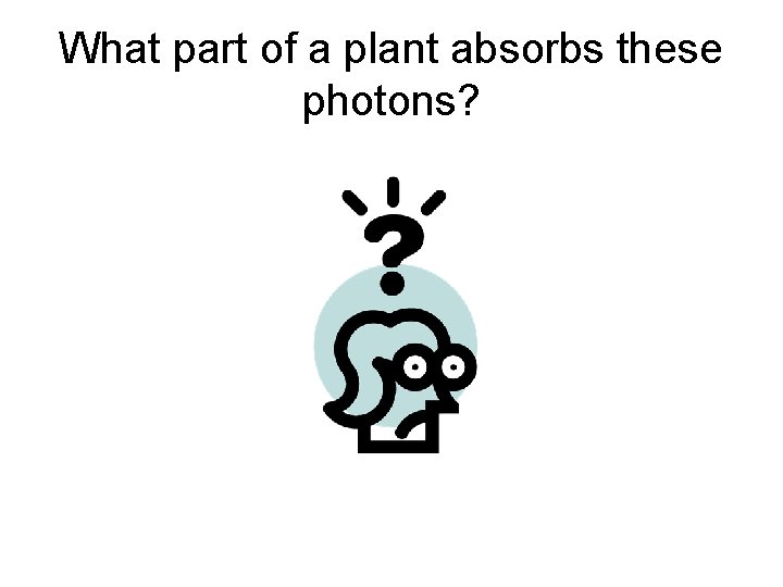 What part of a plant absorbs these photons? 