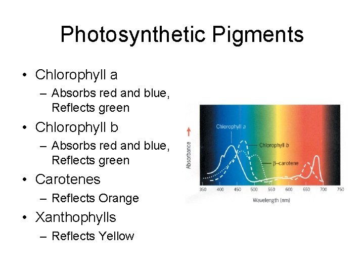 Photosynthetic Pigments • Chlorophyll a – Absorbs red and blue, Reflects green • Chlorophyll