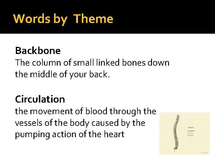 Words by Theme Backbone The column of small linked bones down the middle of