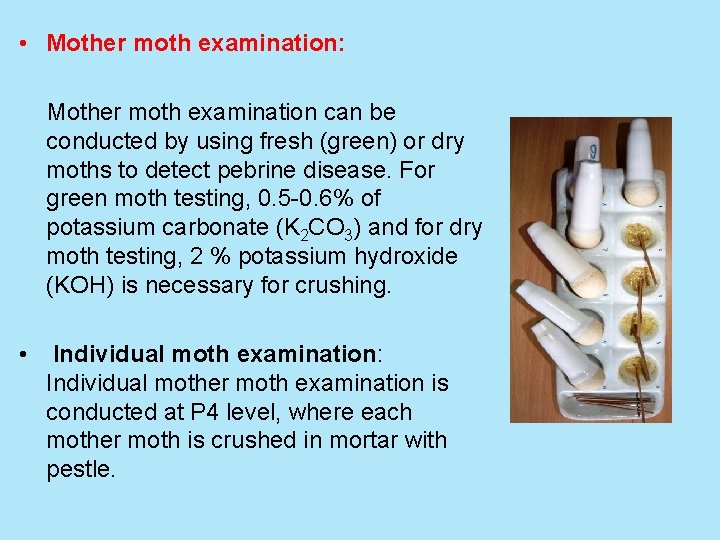  • Mother moth examination: Mother moth examination can be conducted by using fresh