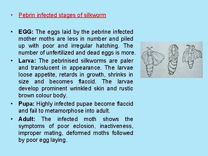  • Pebrin infected stages of silkworm • EGG: The eggs laid by the