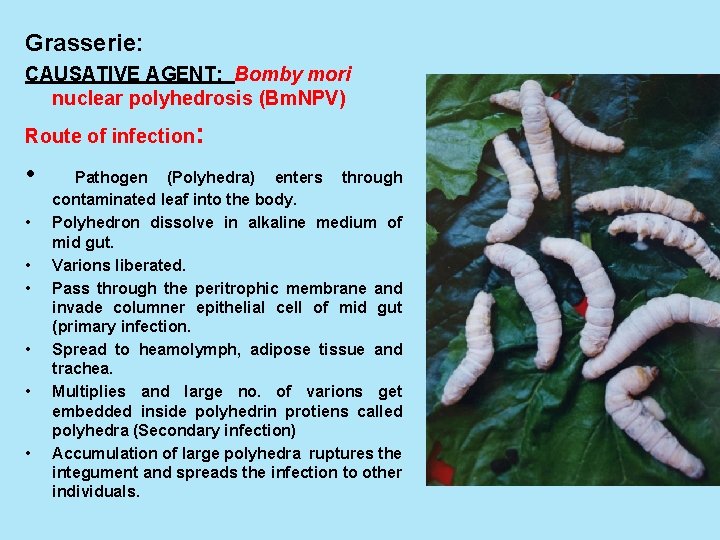 Grasserie: CAUSATIVE AGENT: Bomby mori nuclear polyhedrosis (Bm. NPV) Route of infection: • •