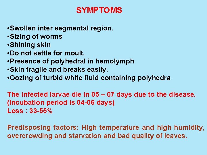 SYMPTOMS • Swollen inter segmental region. • Sizing of worms • Shining skin •