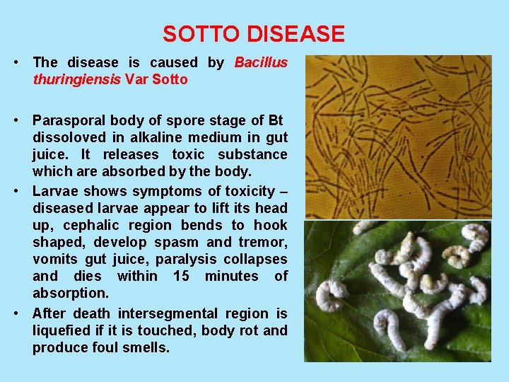SOTTO DISEASE • The disease is caused by Bacillus thuringiensis Var Sotto • Parasporal