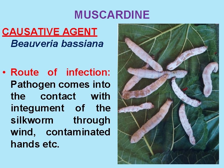 MUSCARDINE CAUSATIVE AGENT Beauveria bassiana • Route of infection: Pathogen comes into the contact