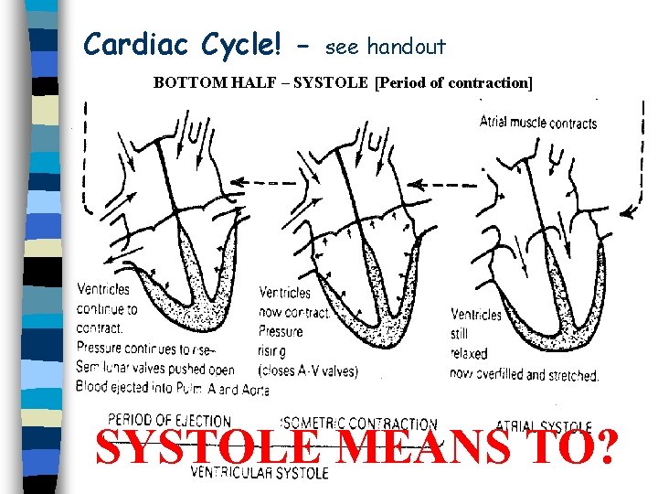 Cardiac Cycle! - see handout BOTTOM HALF – SYSTOLE [Period of contraction] SYSTOLE MEANS