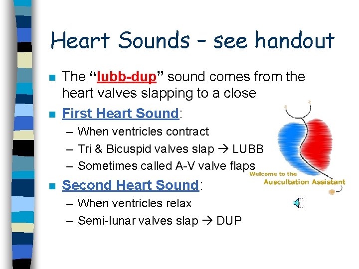 Heart Sounds – see handout n n The “lubb-dup” sound comes from the heart