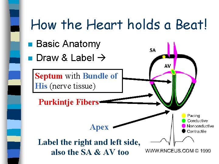 How the Heart holds a Beat! n n Basic Anatomy Draw & Label Septum