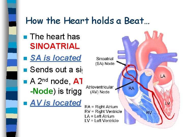 How the Heart holds a Beat… n n n The heart has a pacemaker