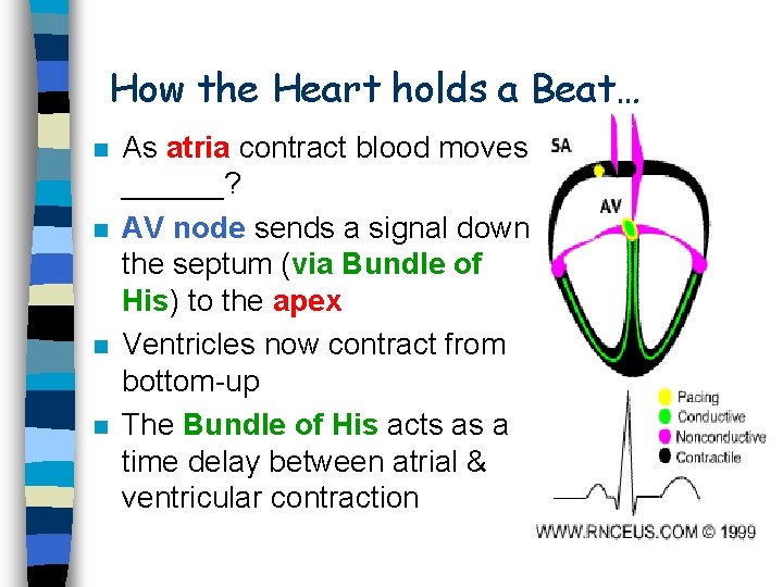 How the Heart holds a Beat… n n As atria contract blood moves ______?