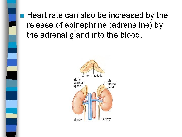 n Heart rate can also be increased by the release of epinephrine (adrenaline) by